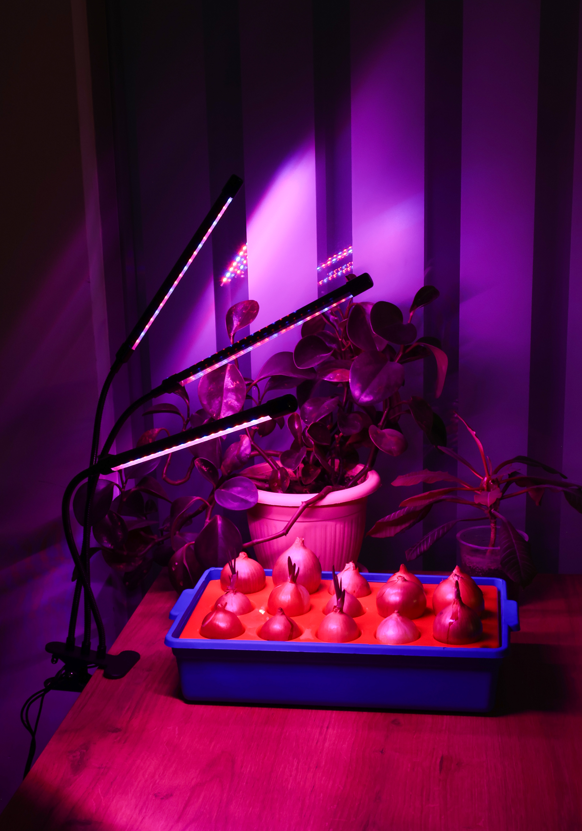 Ящик для проращивания луковичных растений ящик тара ру п э сырково творожный 502х332х150 синий с крышкой 3793